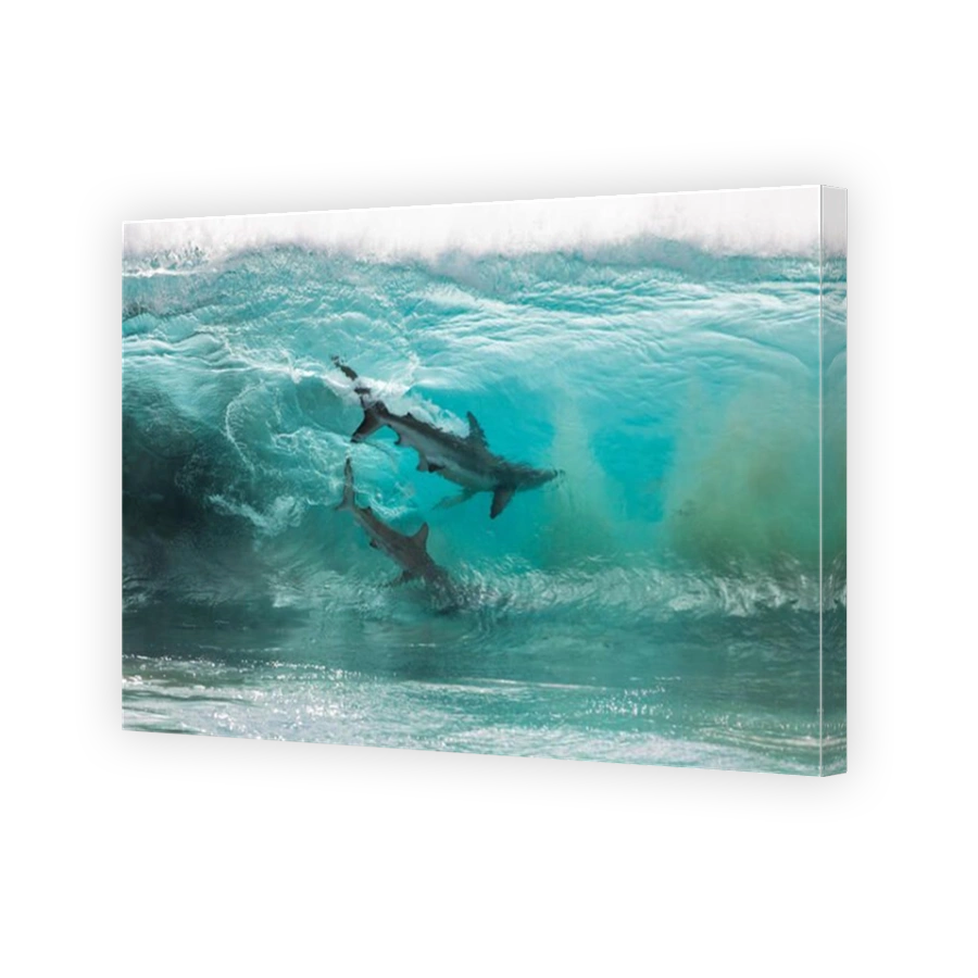 2 Sharks swimming in breaking ocean waves, Carnarvon, Western Australia, Australia