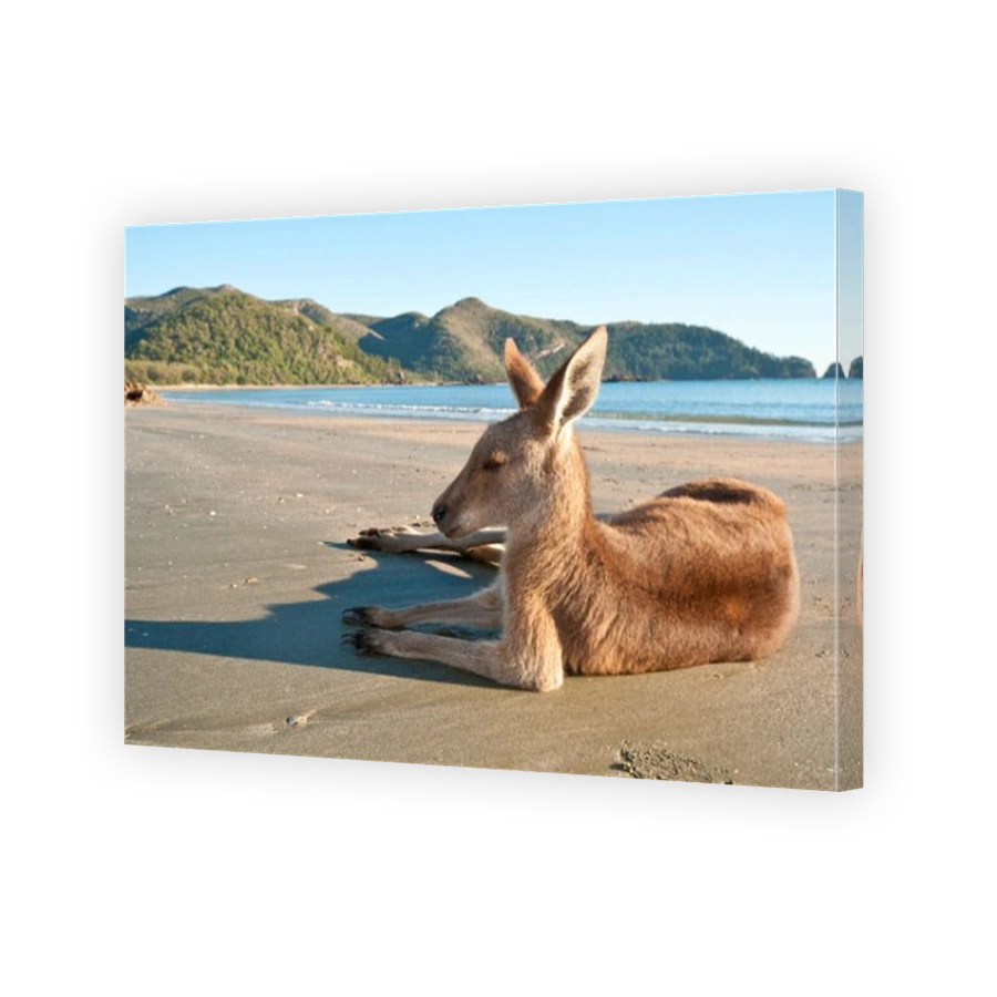 Kangaroo resting on a Queensland beach