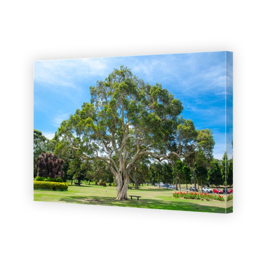 Ancient trees with its distinctive umbrella-shaped crown