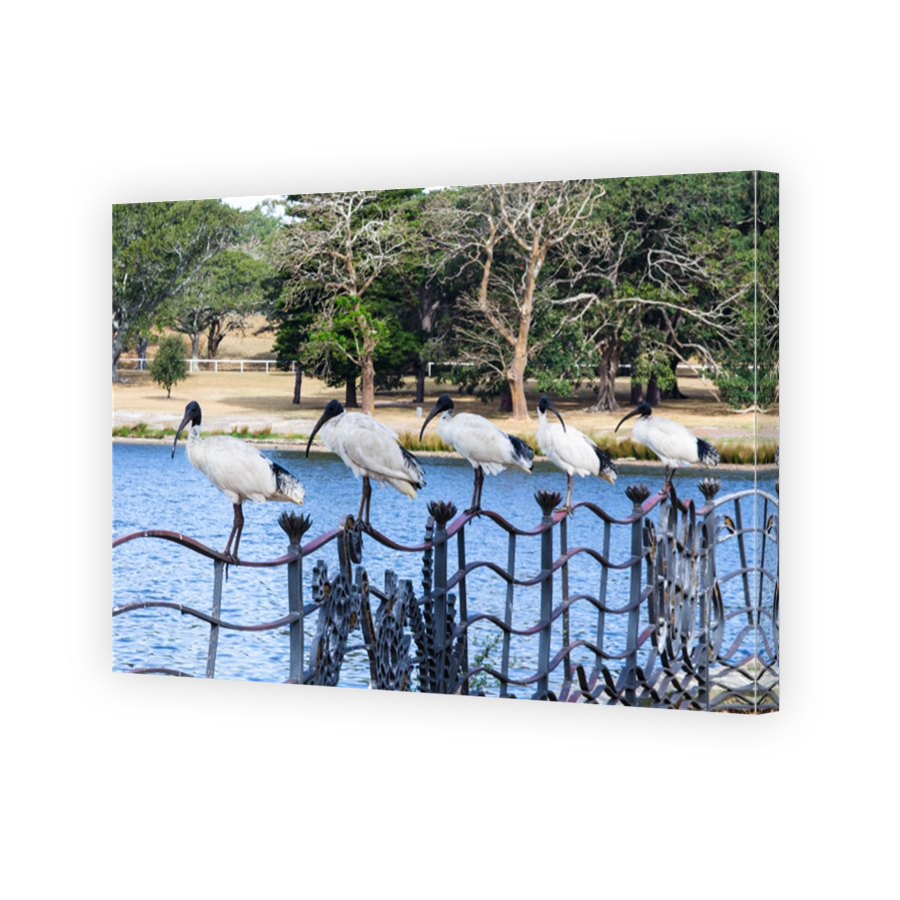 Five Australian white ibises stay on the fence near the lake and trees garden in the background.