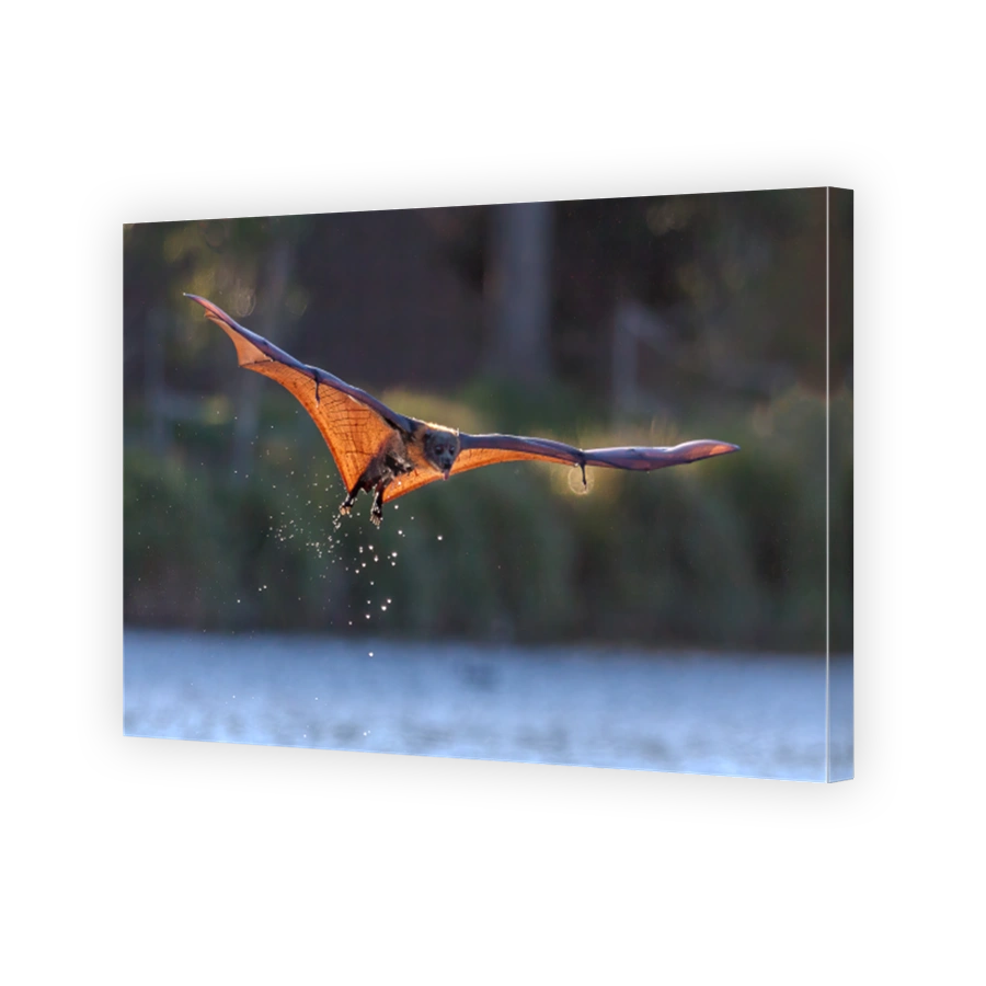 Backlit flying fox with tongue sticking out