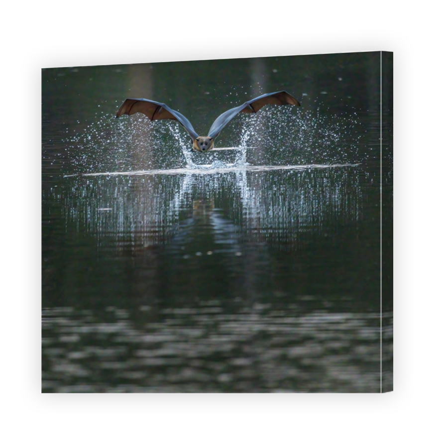 Front view of a skimming bat