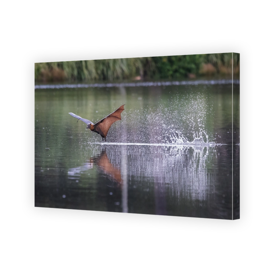 Side view of a skimming flying fox