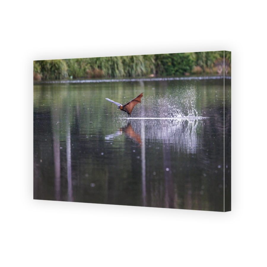 Flying-fox big splash