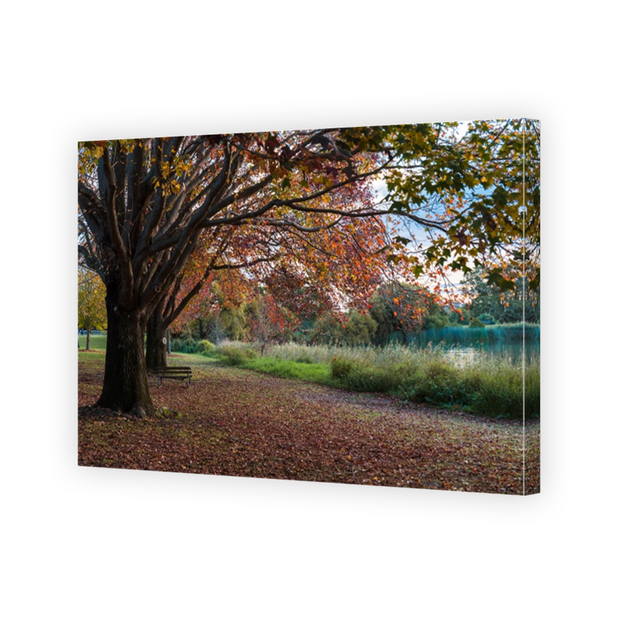 Autumn foliage