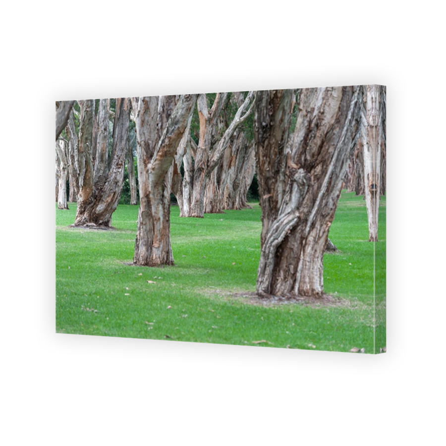 Centennial Park in Sydney, Australia.  Thick Evergreen Tea Trees