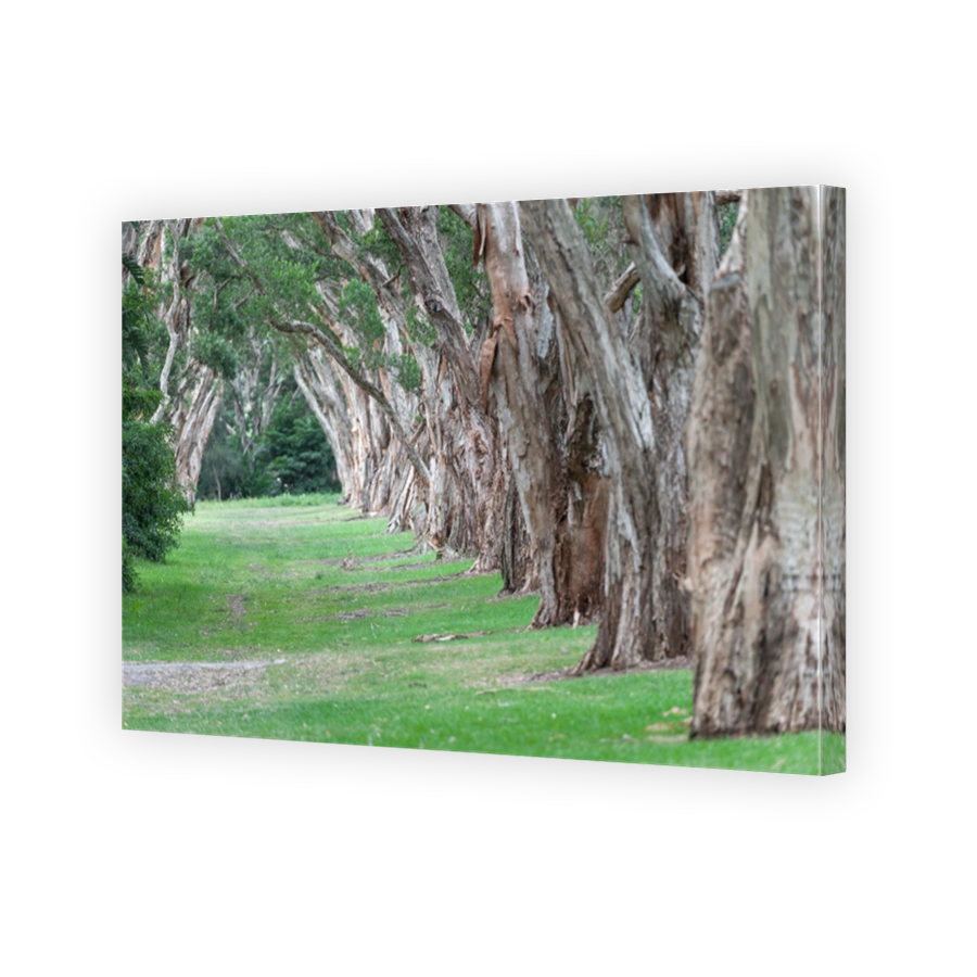 Centennial Park in Sydney, Australia. Thick Evergreen Tea Trees