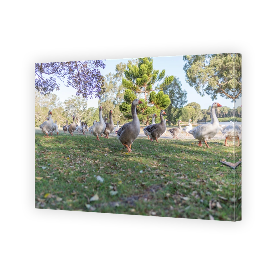 Ducks view at Centennial Park