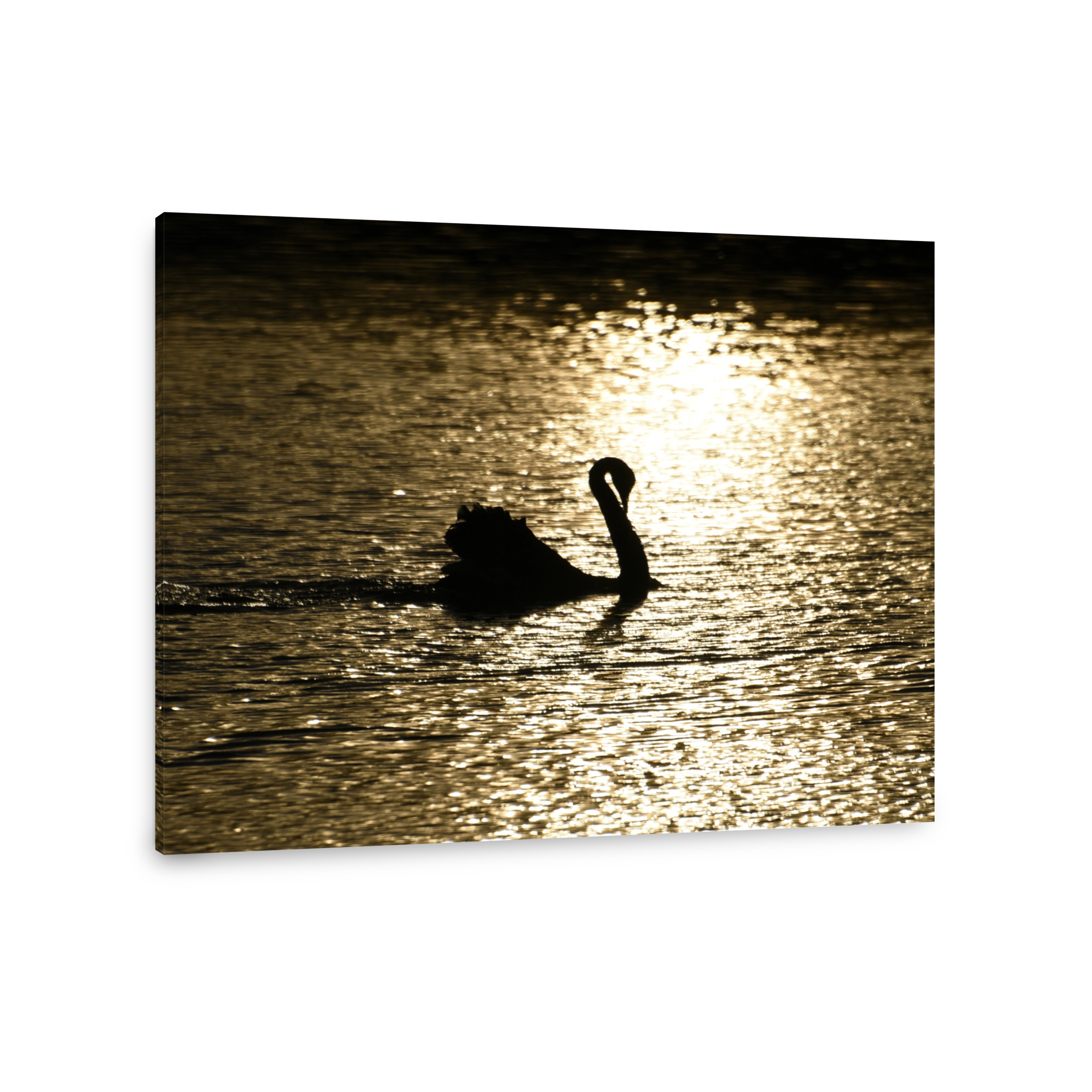Black swan at sunset