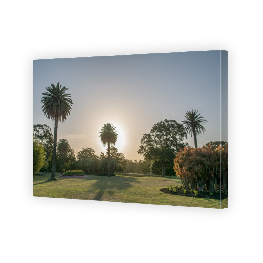 public park Sydney, palm trees at sunset