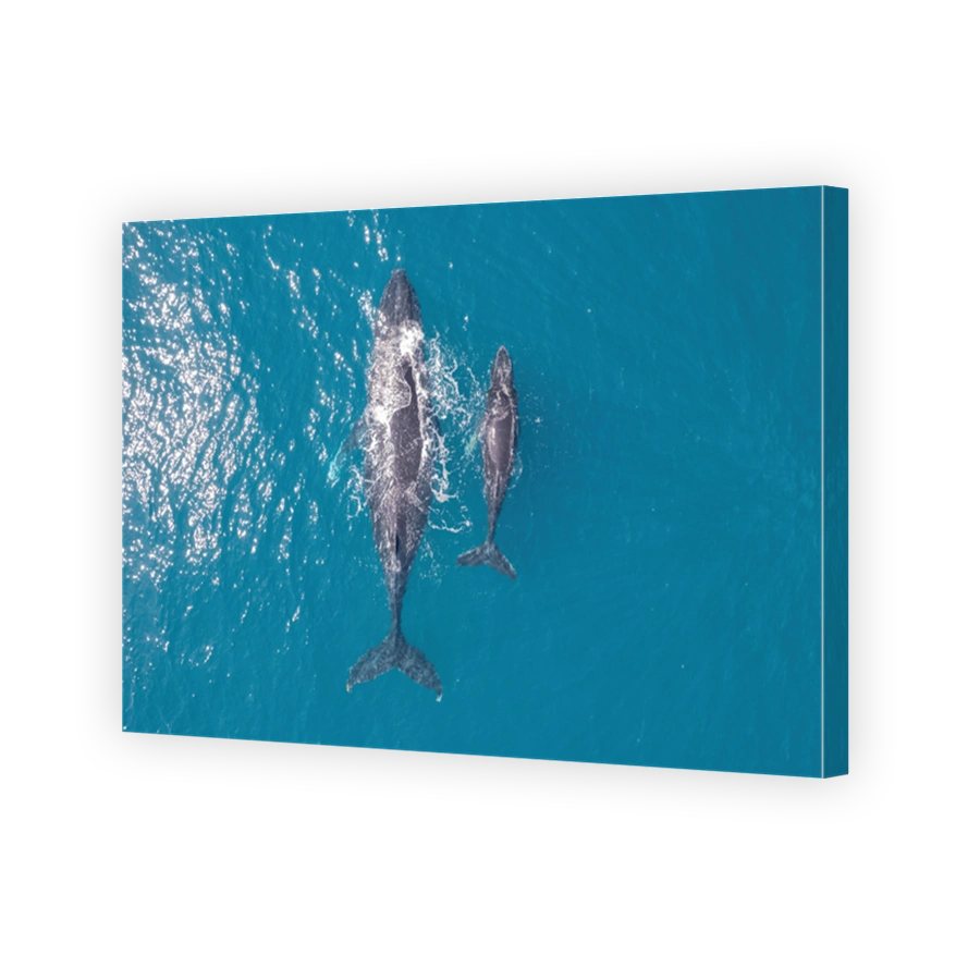 Humpback Whale with calf