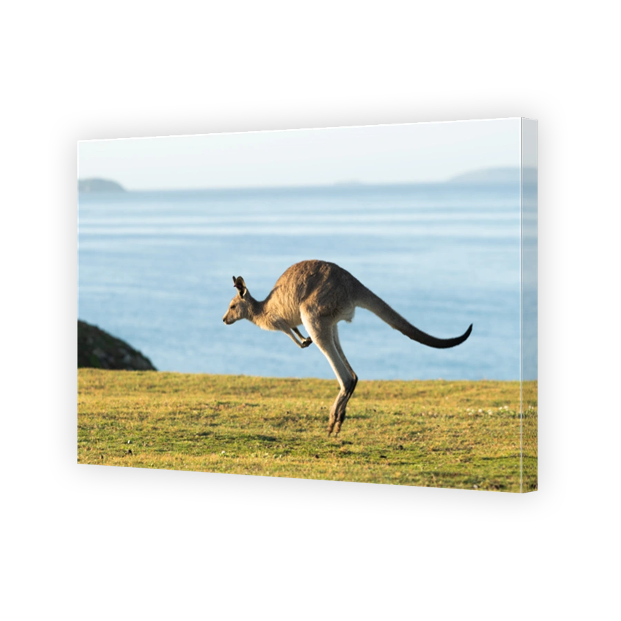 hopping, Look at Me Now Headland, Emerald Beach