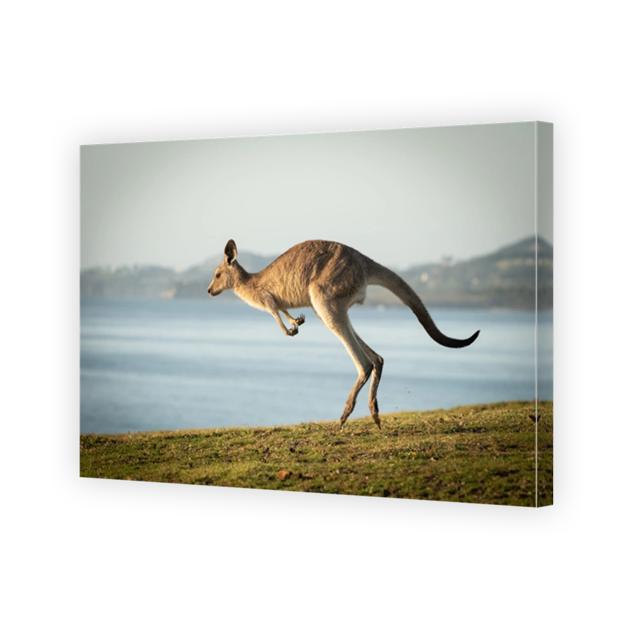 hopping, Look at Me Now Headland, Emerald Beach