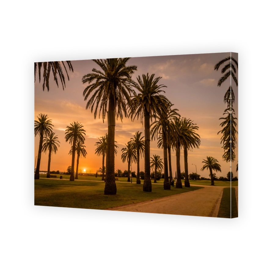 Sunset over palm trees at Saint Kilda in Melbourne in the summer