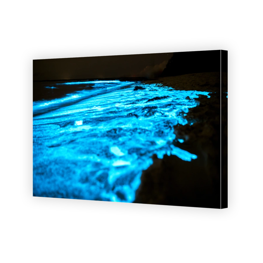 Bioluminescent Shore