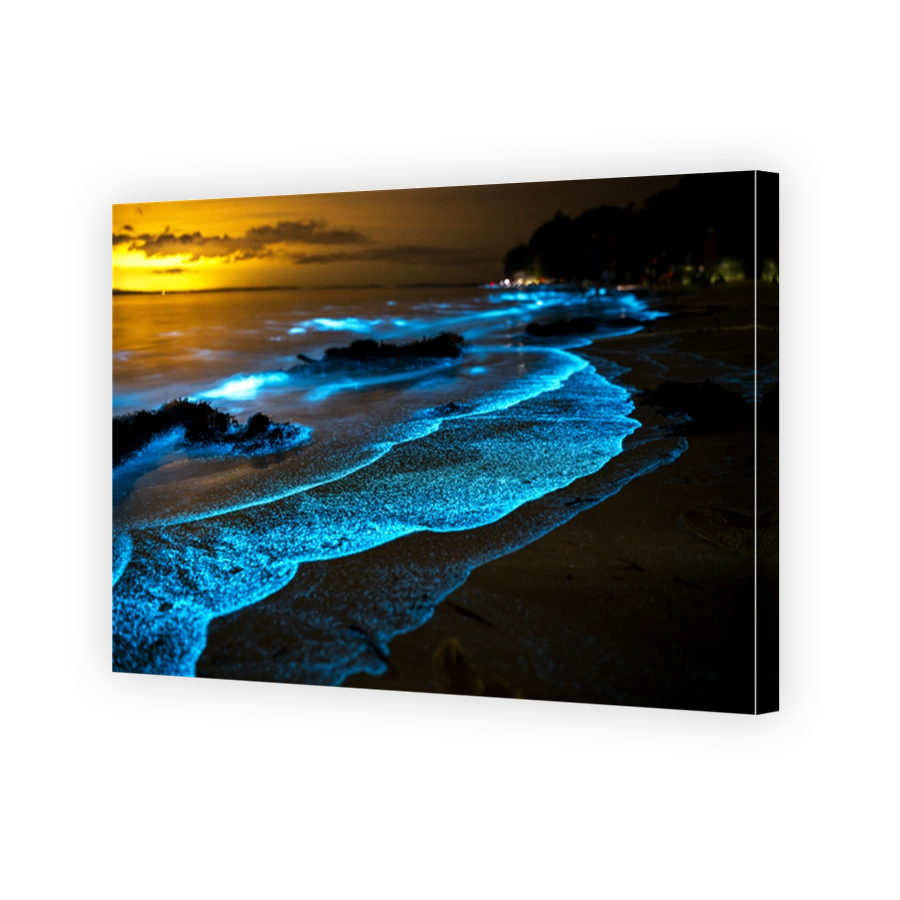 Bioluminescent Shoreline