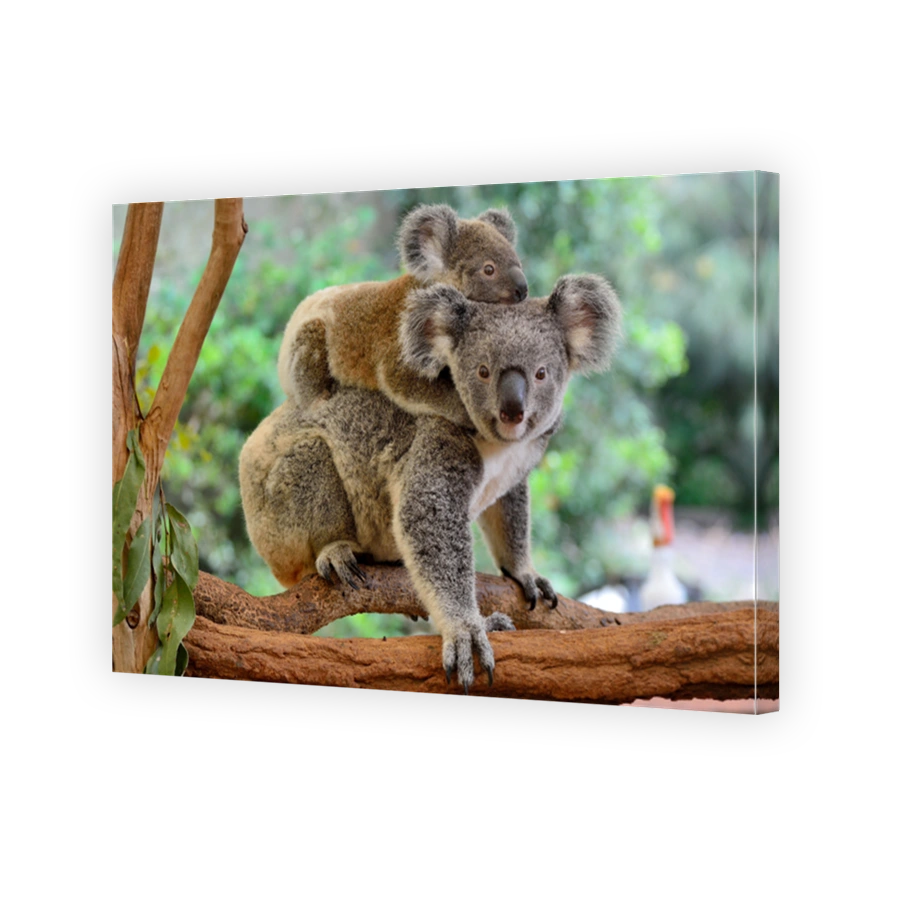 Mother koala with baby on her back
