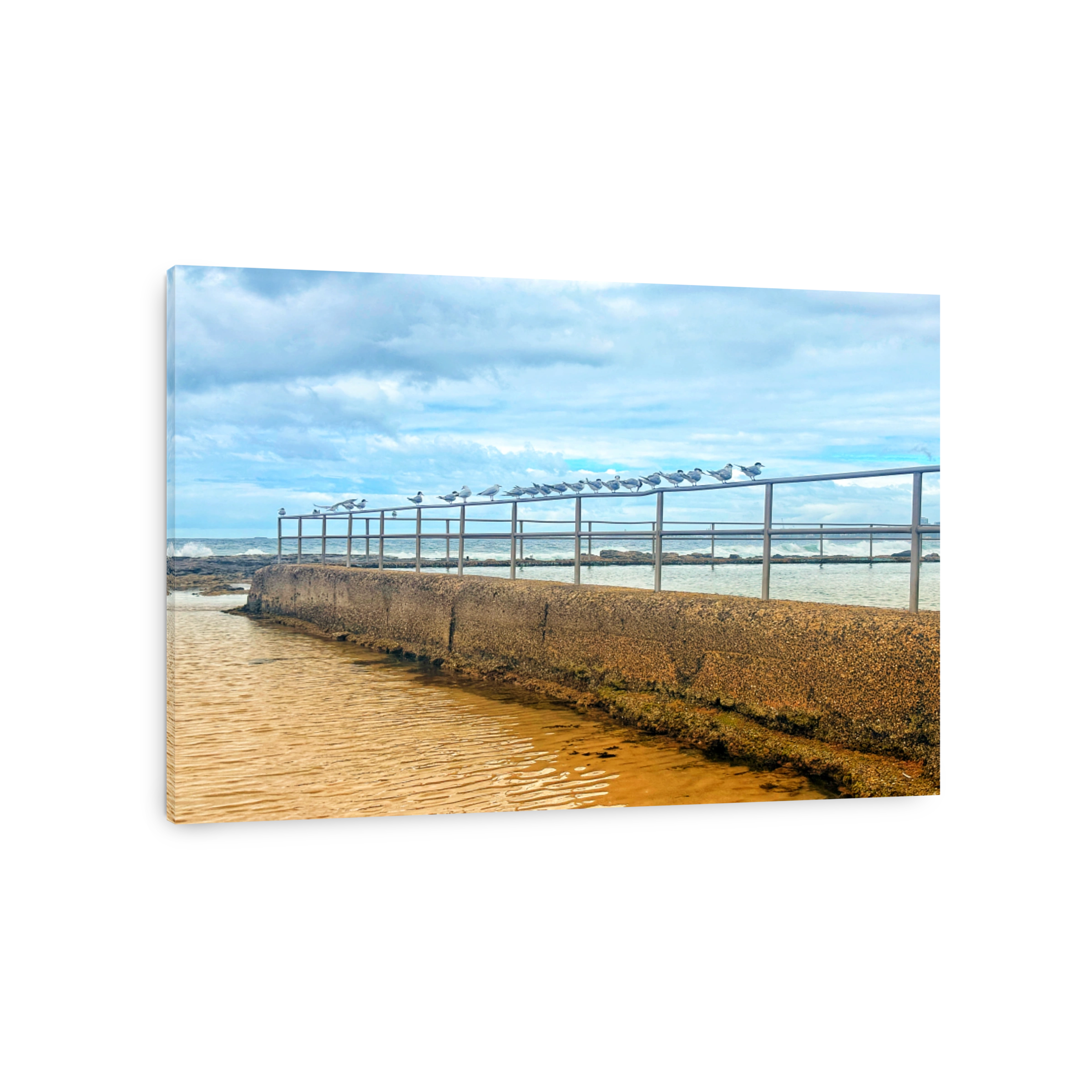 Ocean pool with sea birds, Wollongong, Australia.