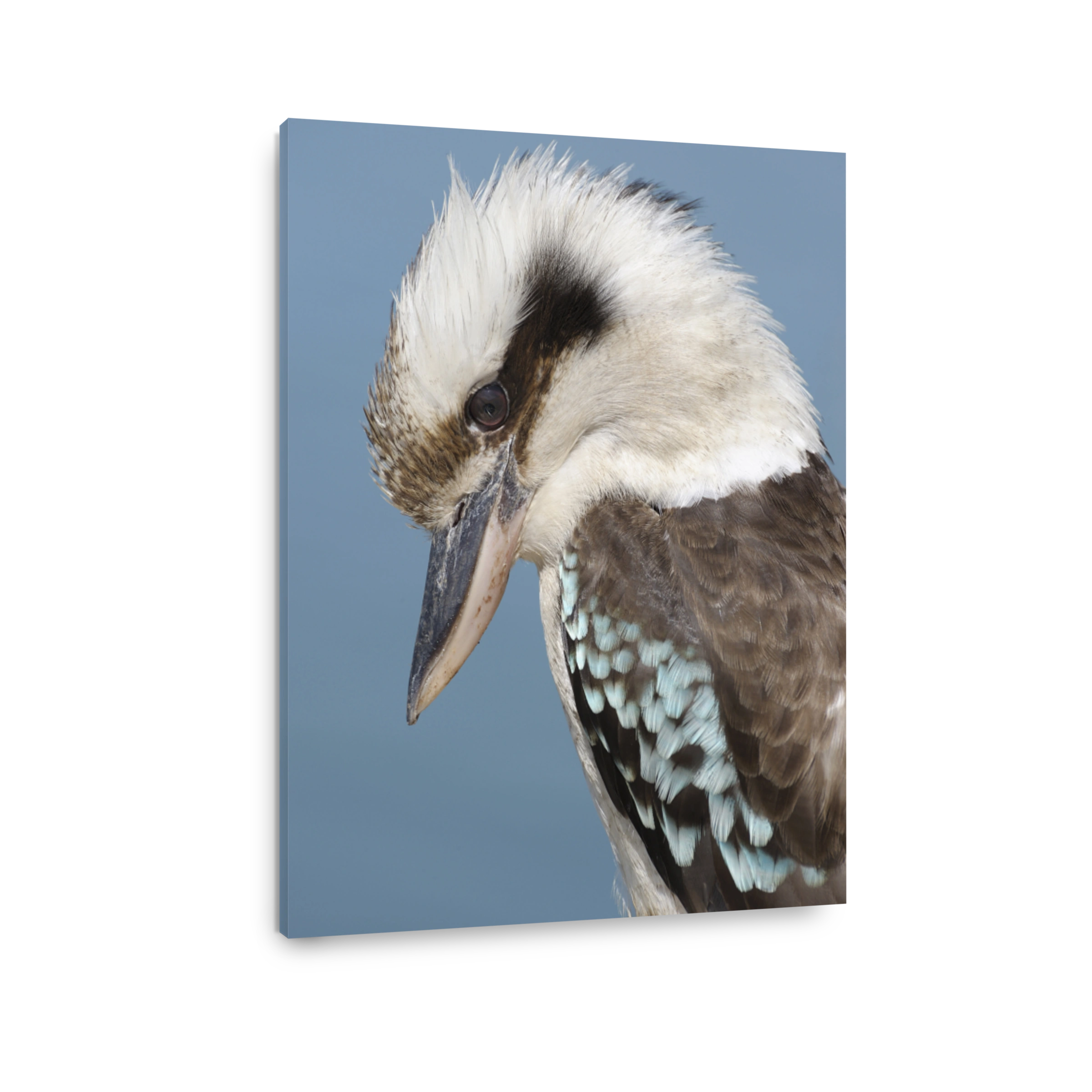 Kookaburra