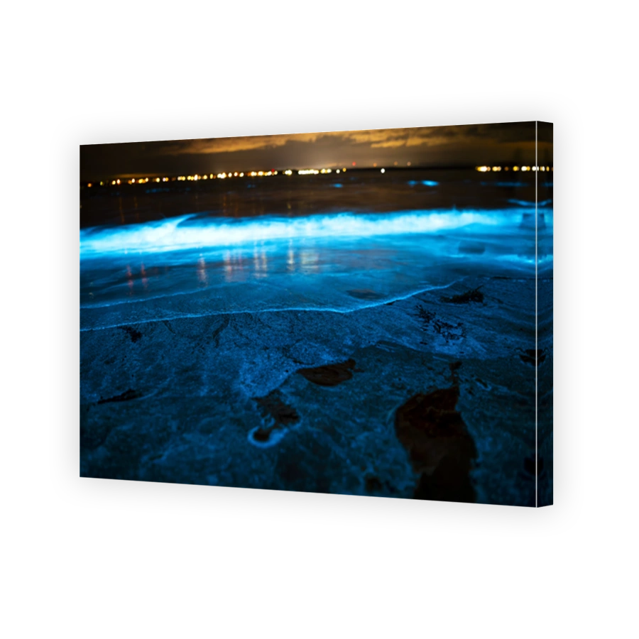 Bioluminescence