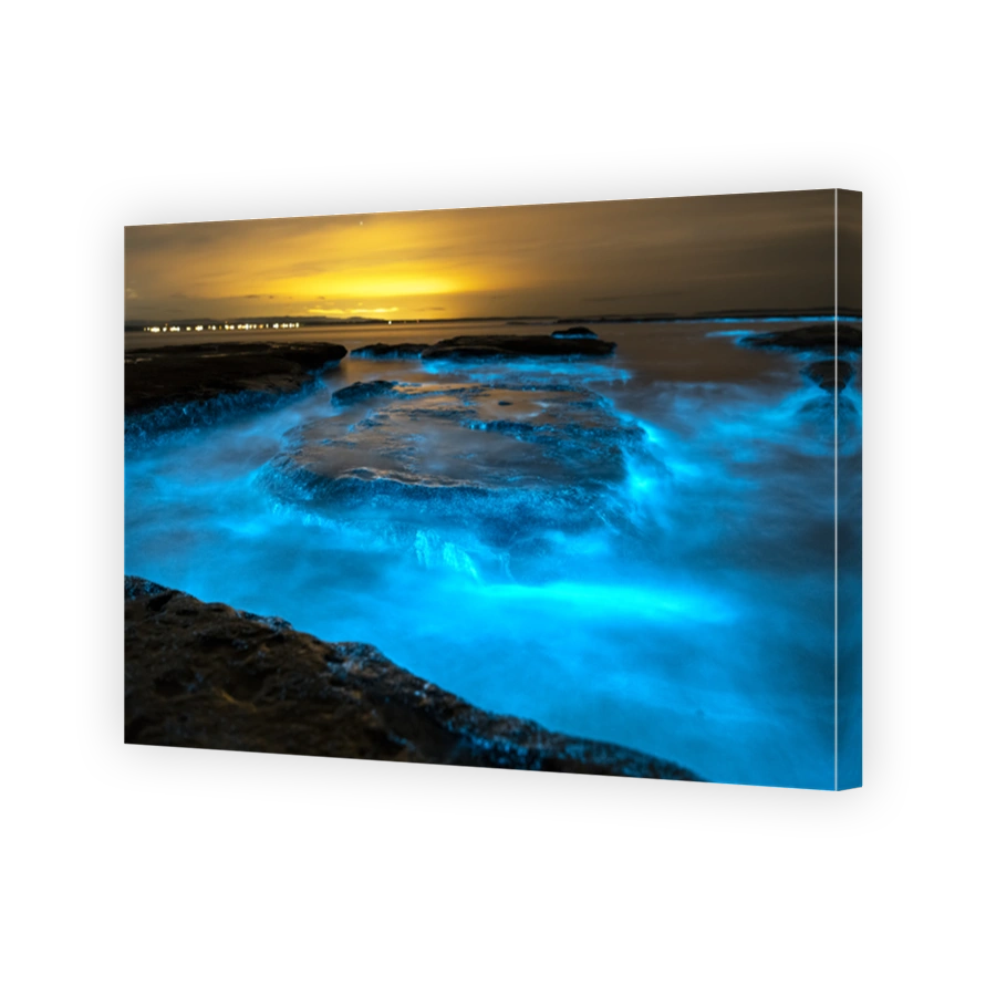 Bioluminescence