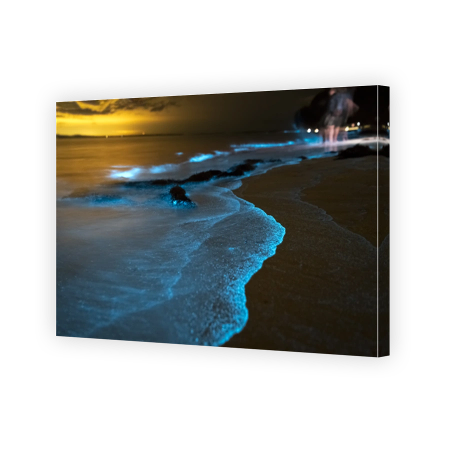 Bioluminescence at night Jervis Bay Australia