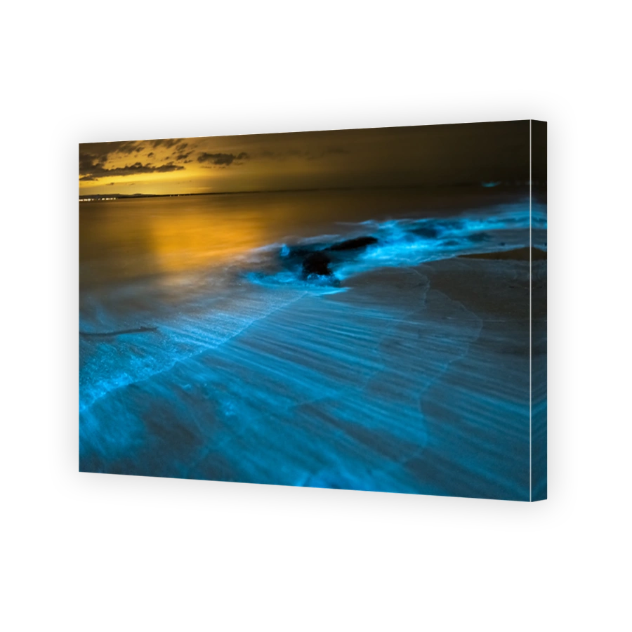 Bioluminescence