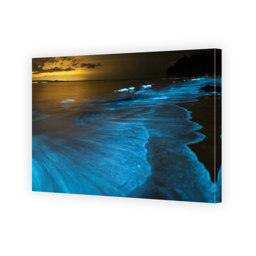 Bioluminescence