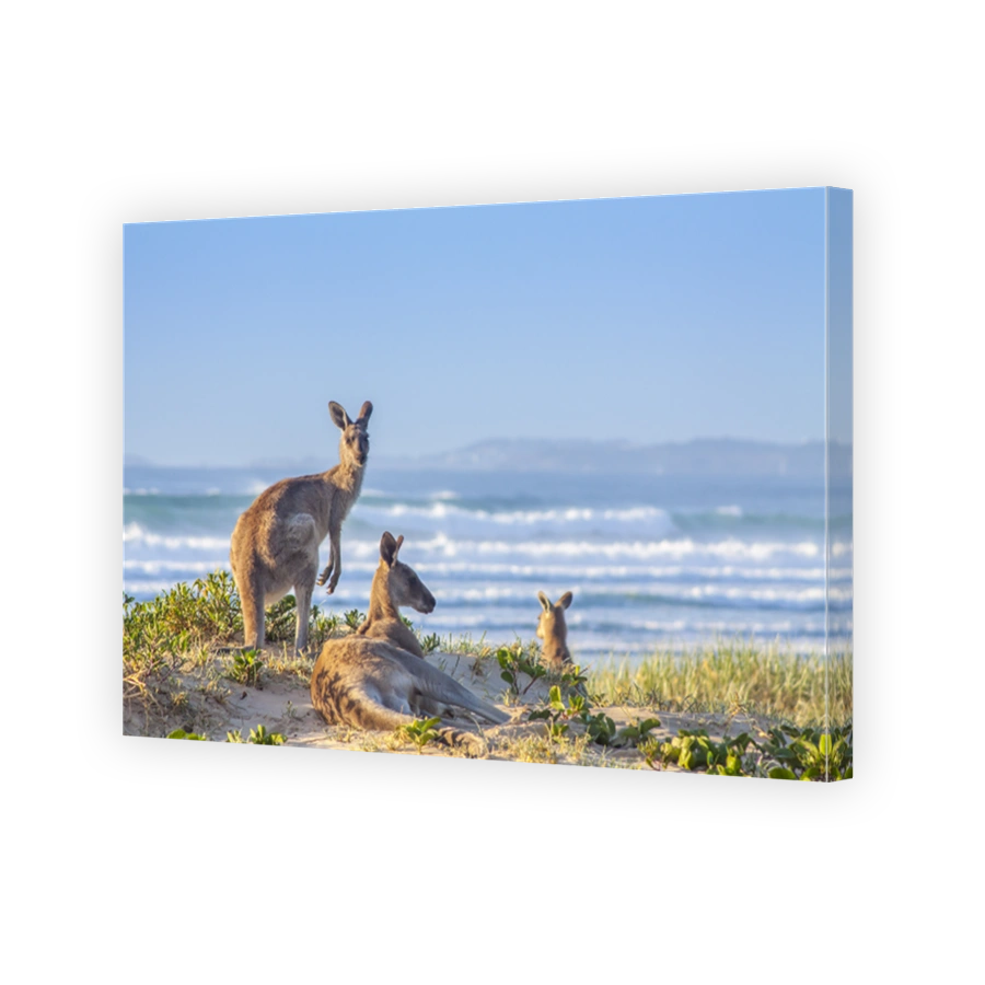 Kangaroos at sunrise