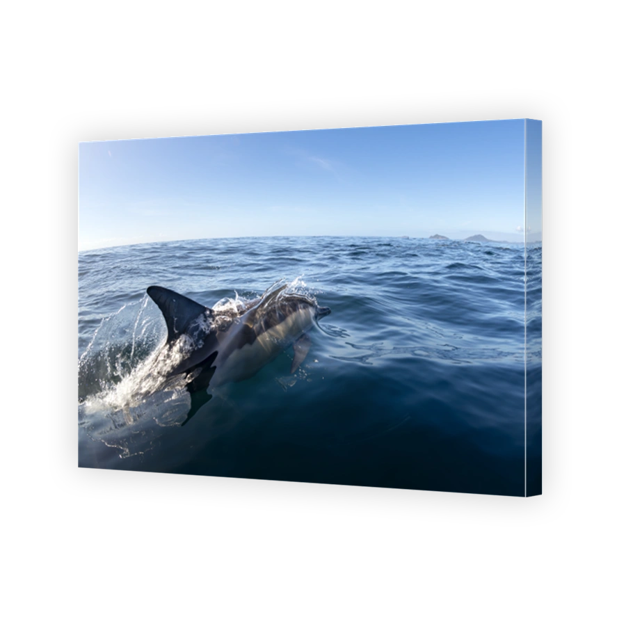 Dolphin Surging Through Australian Waters