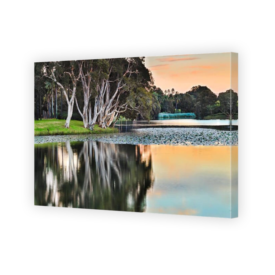 Sydney centennial park still water of pond and surrounding trees with paperbarks reflecting over water lilies at sunrise.