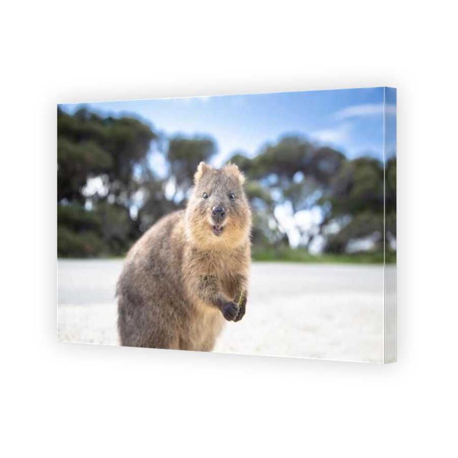The happiest animal quokka is smiling and greeting you at Rottnest Island in Perth, Western Australia
