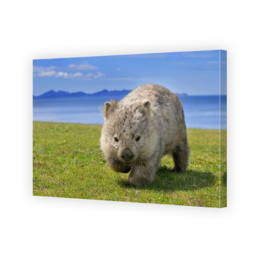 A wombat pauses as it walks across grass toward a camera on a sunny day with ocean and islands behind it in Maria Island, Tasmania, Australia