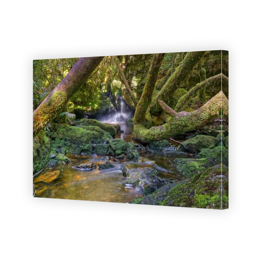 Long exposure blurred water cascade on Vera creek in mossy rainforest, Franklin-Gordon Wild Rivers National Park, Tasmania, Australia