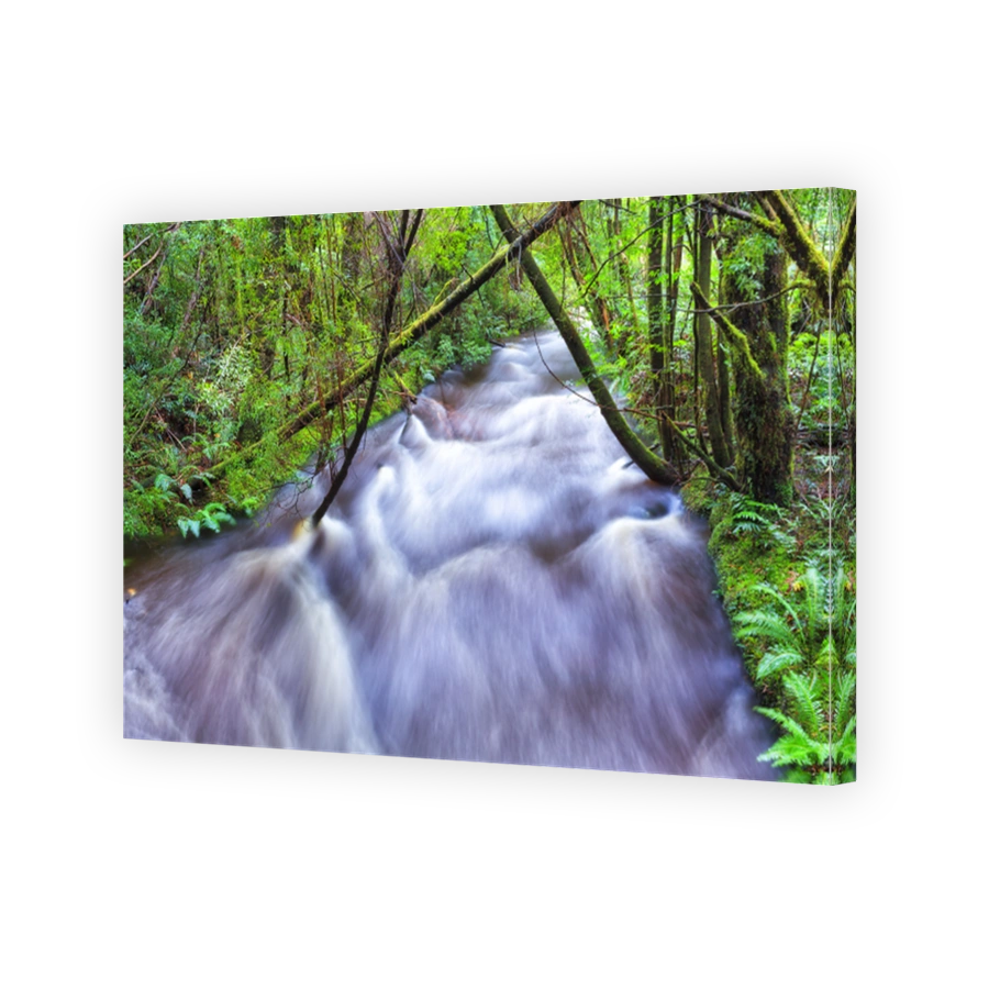 Tas Nelson Front stream trunks