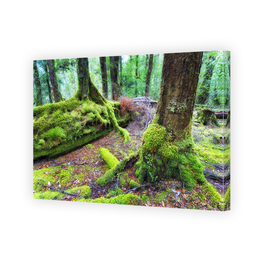 Tas Franklin fallen woods moss