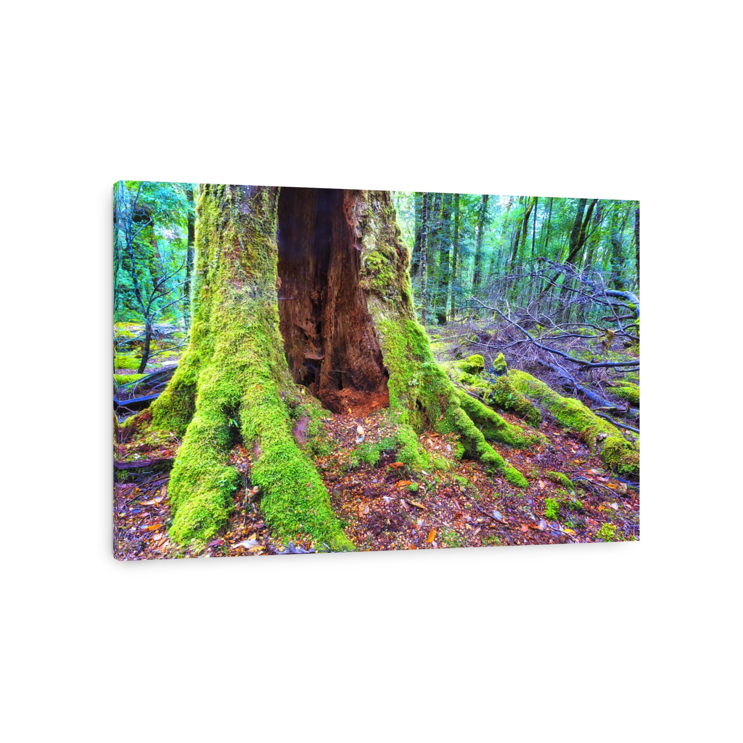 Tas Franklin wood trunk