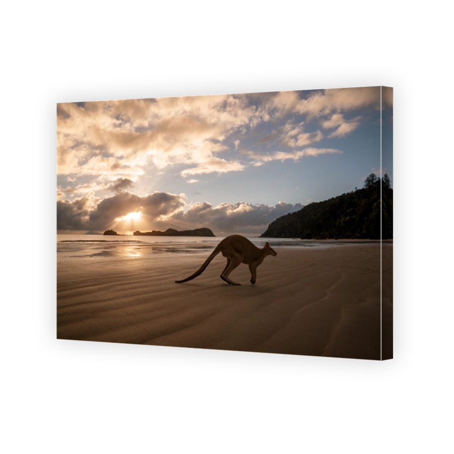 Silhouette of a kangaroo on the beach