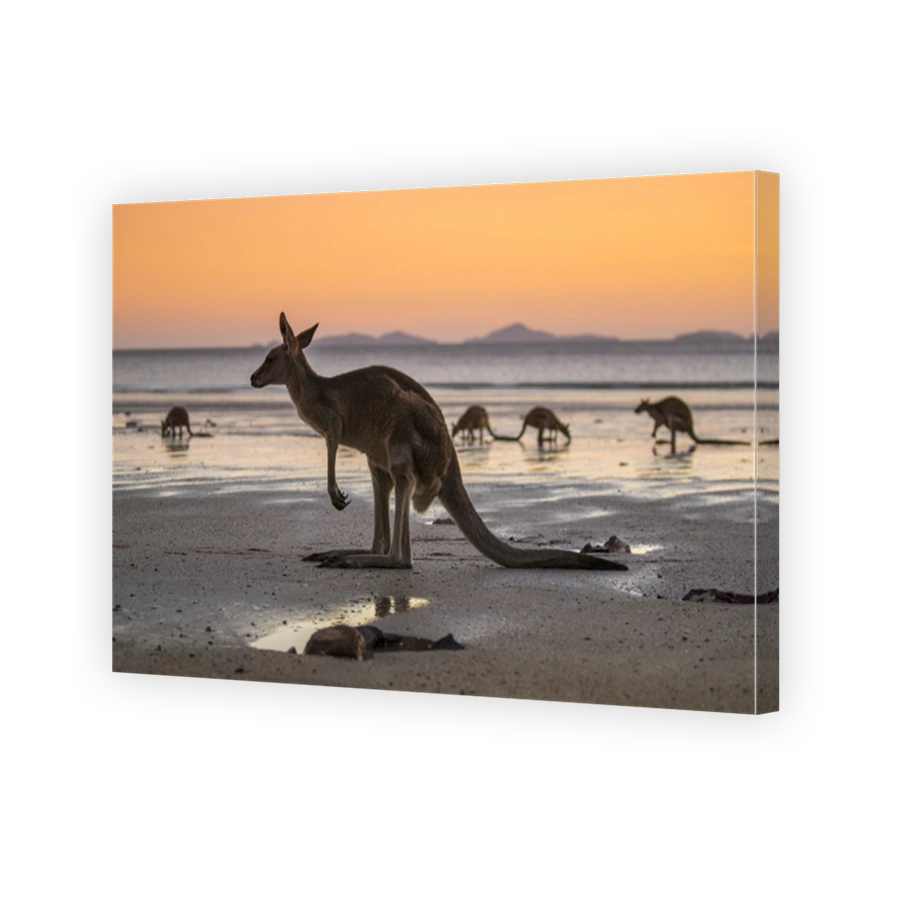 Kangaroo on the beach