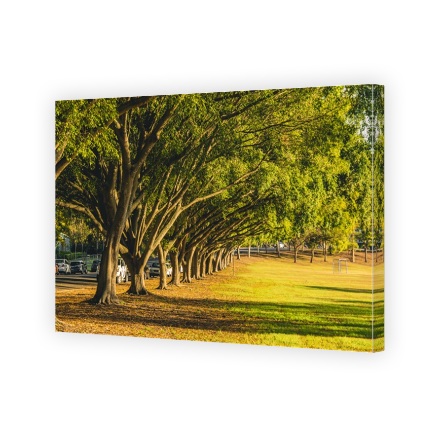 Trees lining along the road in University of Queensland St Lucia Campus