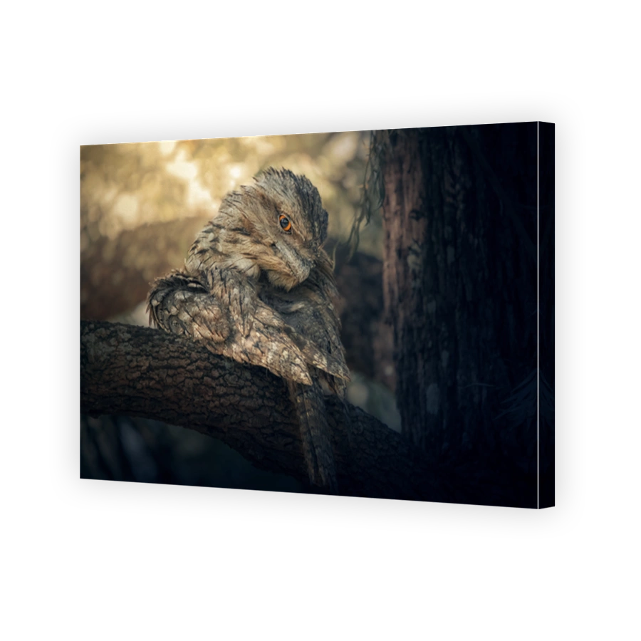 Tawny frogmouth