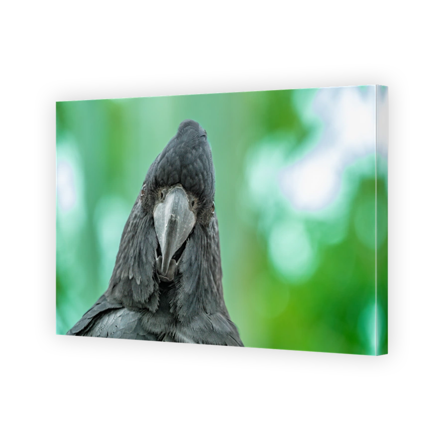 Face-to-face interaction with a curiousn red-tailed black cockatoo (Calyptorhynchus banksii), Townsville, Queensland, Australia