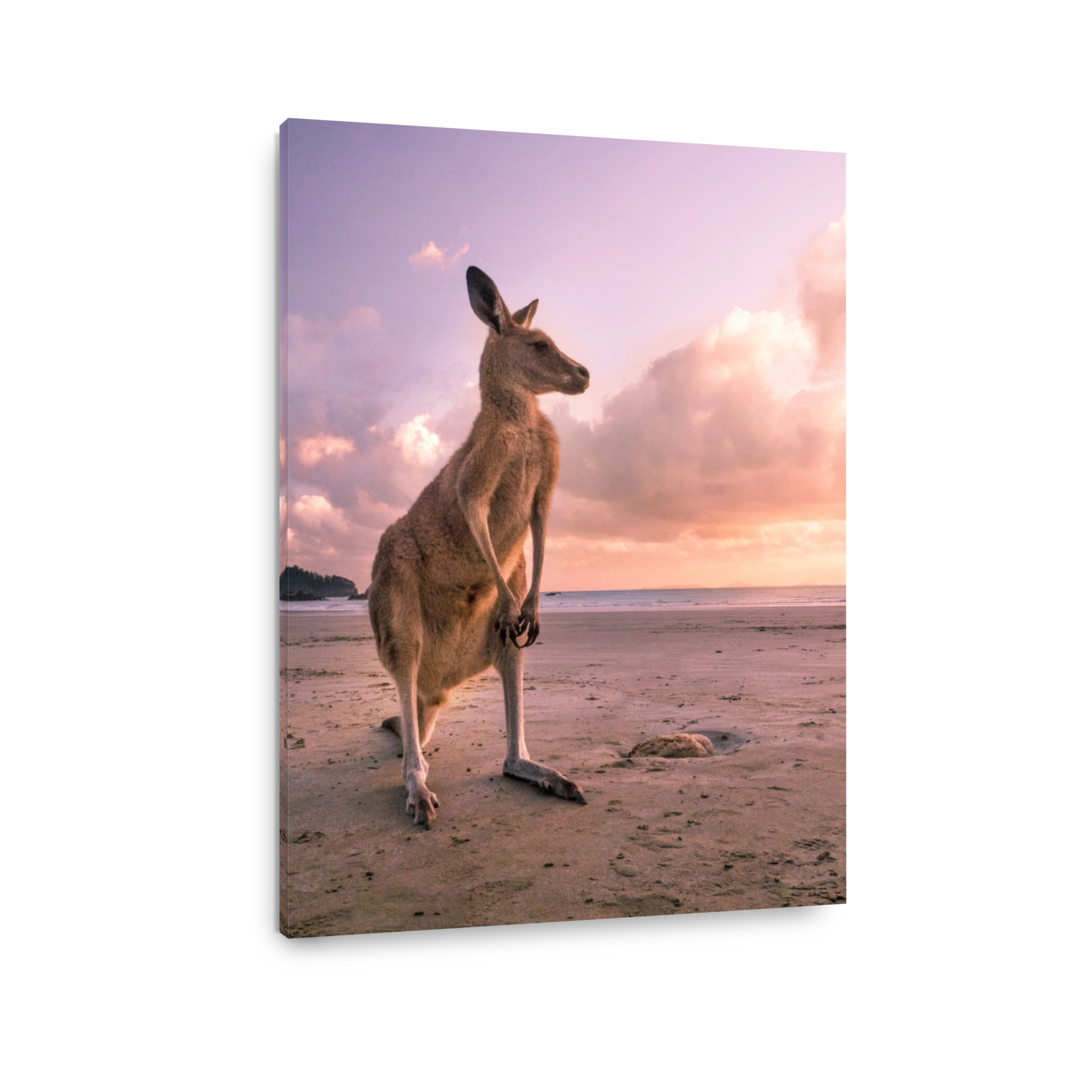 Kangaroo Standing At Beach Against Sky During Sunset