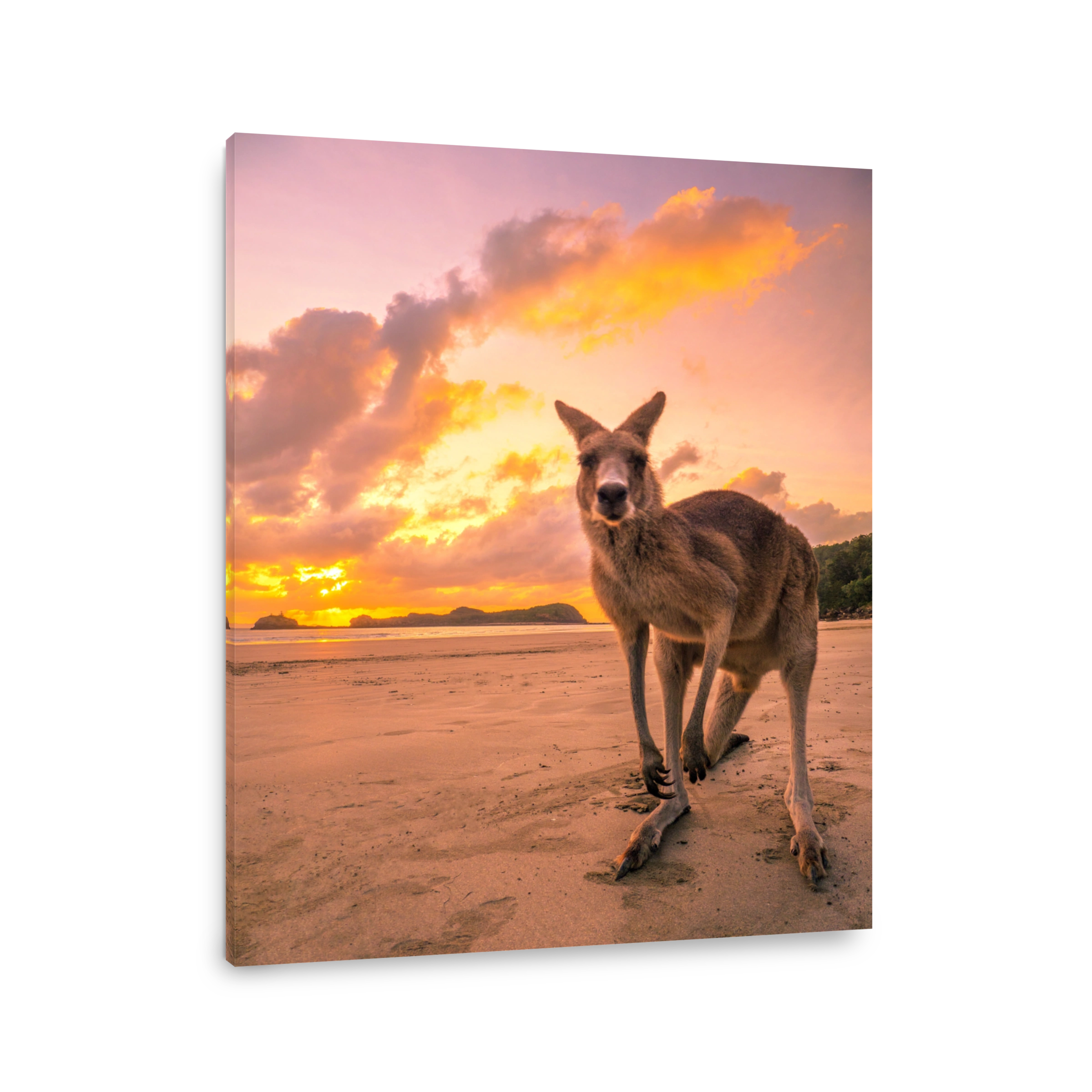 Kangaroo Standing At Beach Against Sky During Sunset