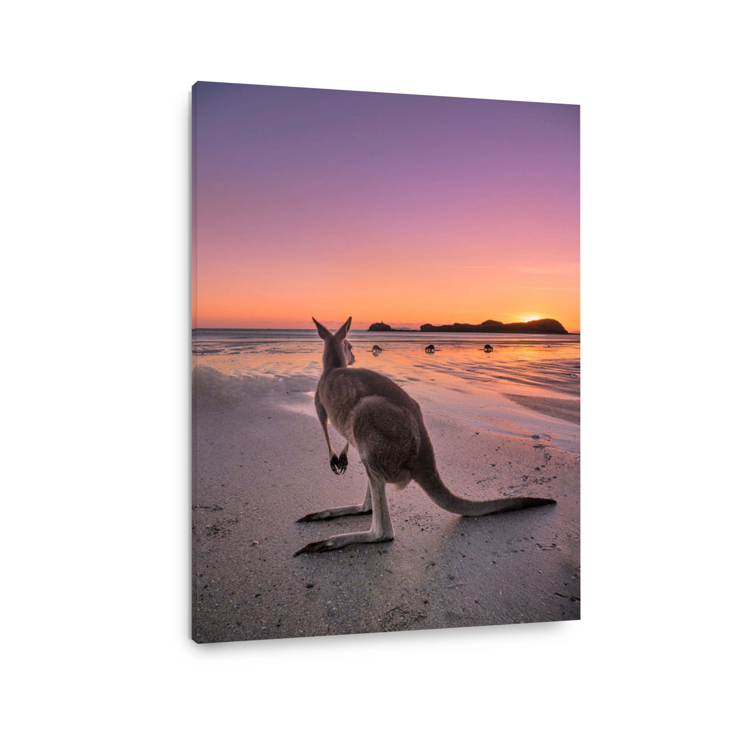 Kangaroo Standing At Beach Against Sky During Sunset