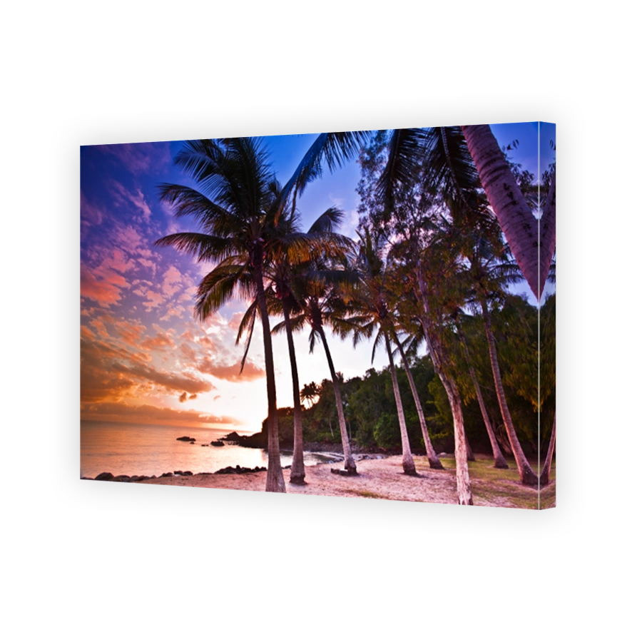 Port douglas palm trees on a beach