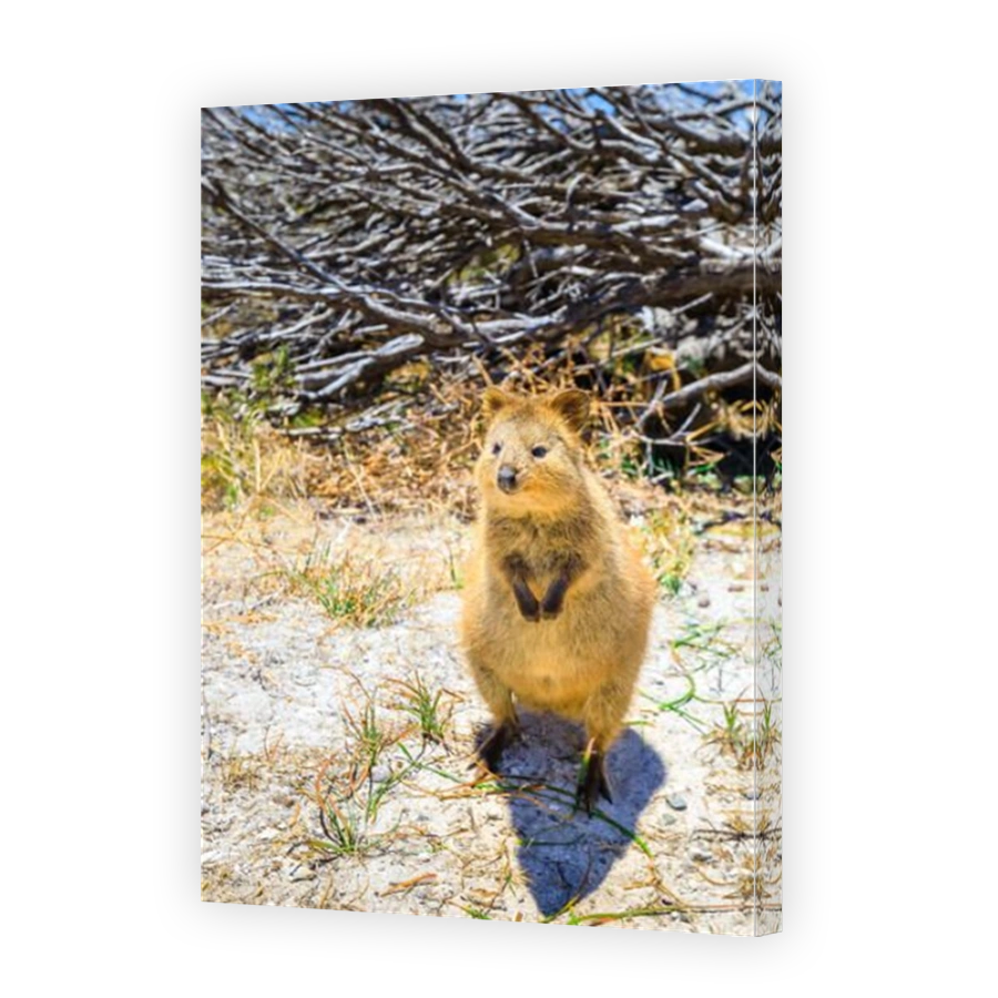 A cute Quokka outdoors at Rottnest Island in Western Australia. Quokka is considered the happiest animal in the world. Summer season, sunny day. Vertical shot.