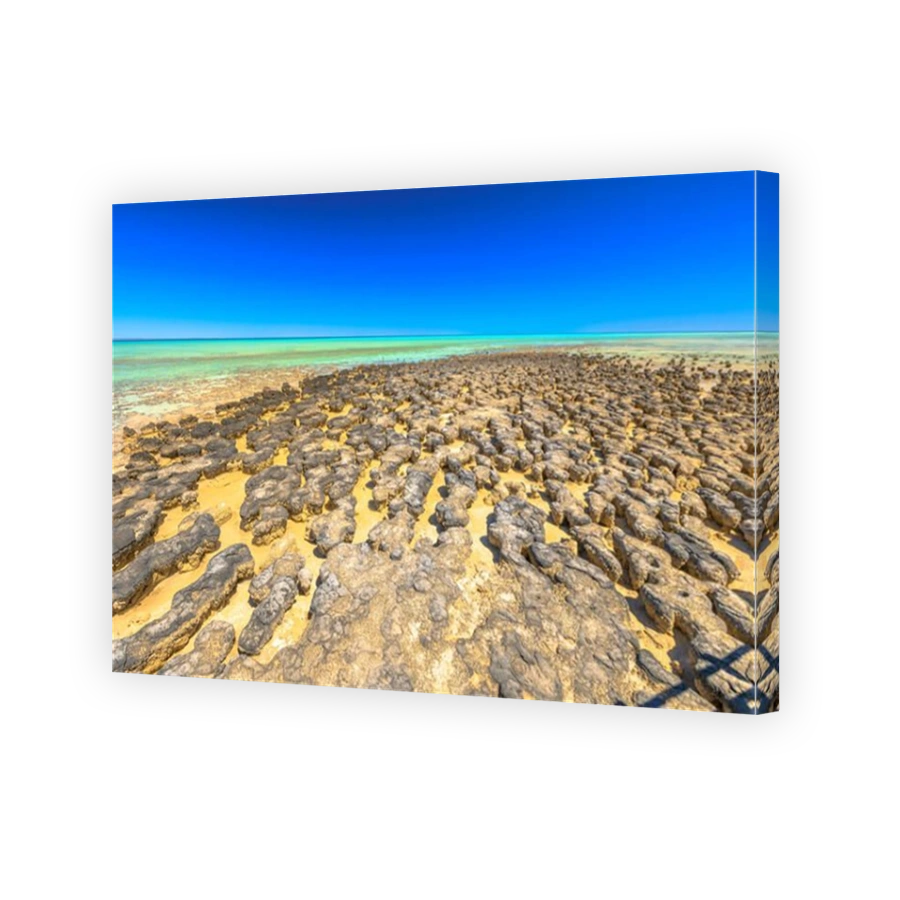 Hamelin Pool Stromatolites, a protected Marine Nature Reserve in Shark Bay, Western Australia. Landscape with low tide in sunny day and blue sky. Horizon wallpaper.