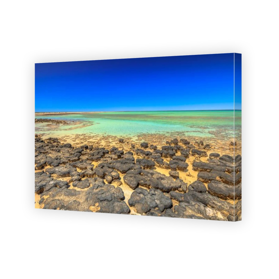 Stromatolites at Hamelin Pool, a protected Marine Nature Reserve in Shark Bay, Western Australia. Landscape of turquoise sea of Australian reef in sunny day with blue sky. Horizon wallpaper.