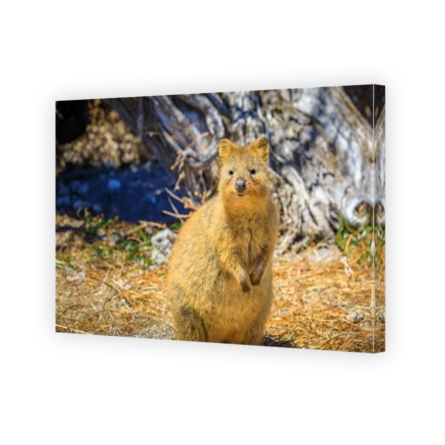 Quokka marsupial Australia